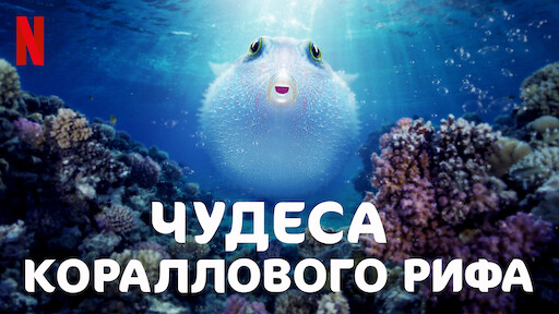 Чудеса кораллового рифа
