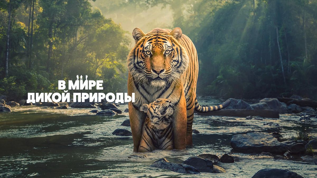 В мире дикой природы