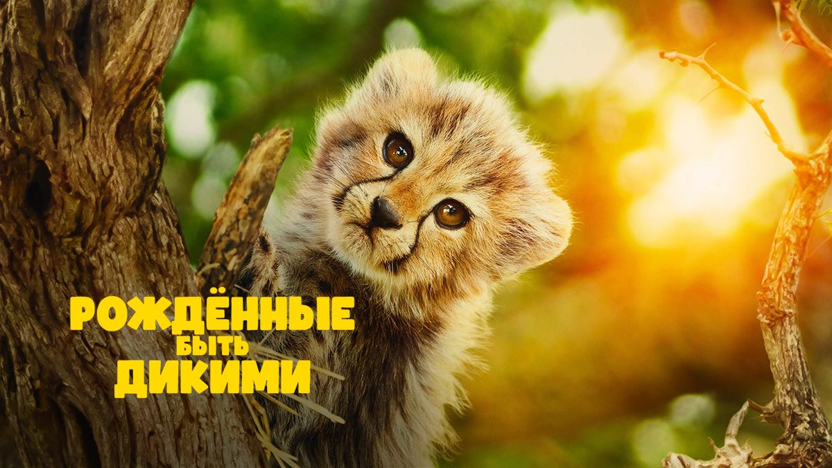 Рождённые быть дикими / Возвращение в дикую природу